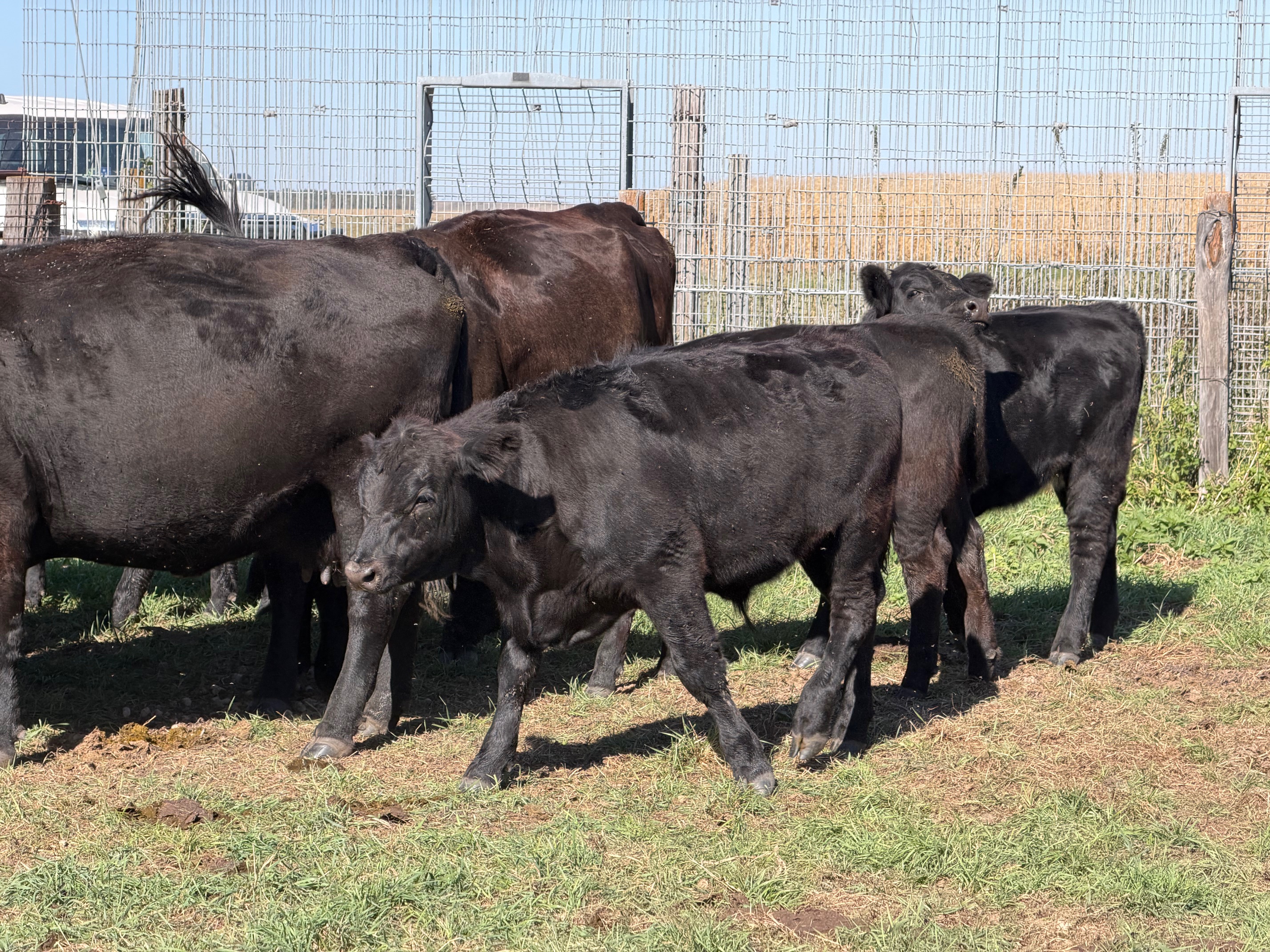 3 and 1 package! 500 lb calves at side! Ready to ship!- CP1013A5